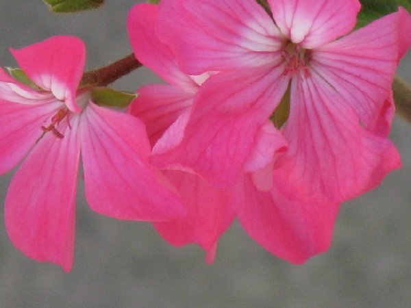 IMG_0350.JPG