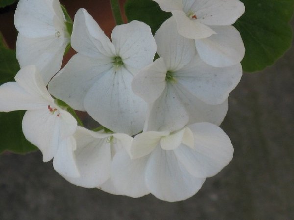 IMG_0349.JPG