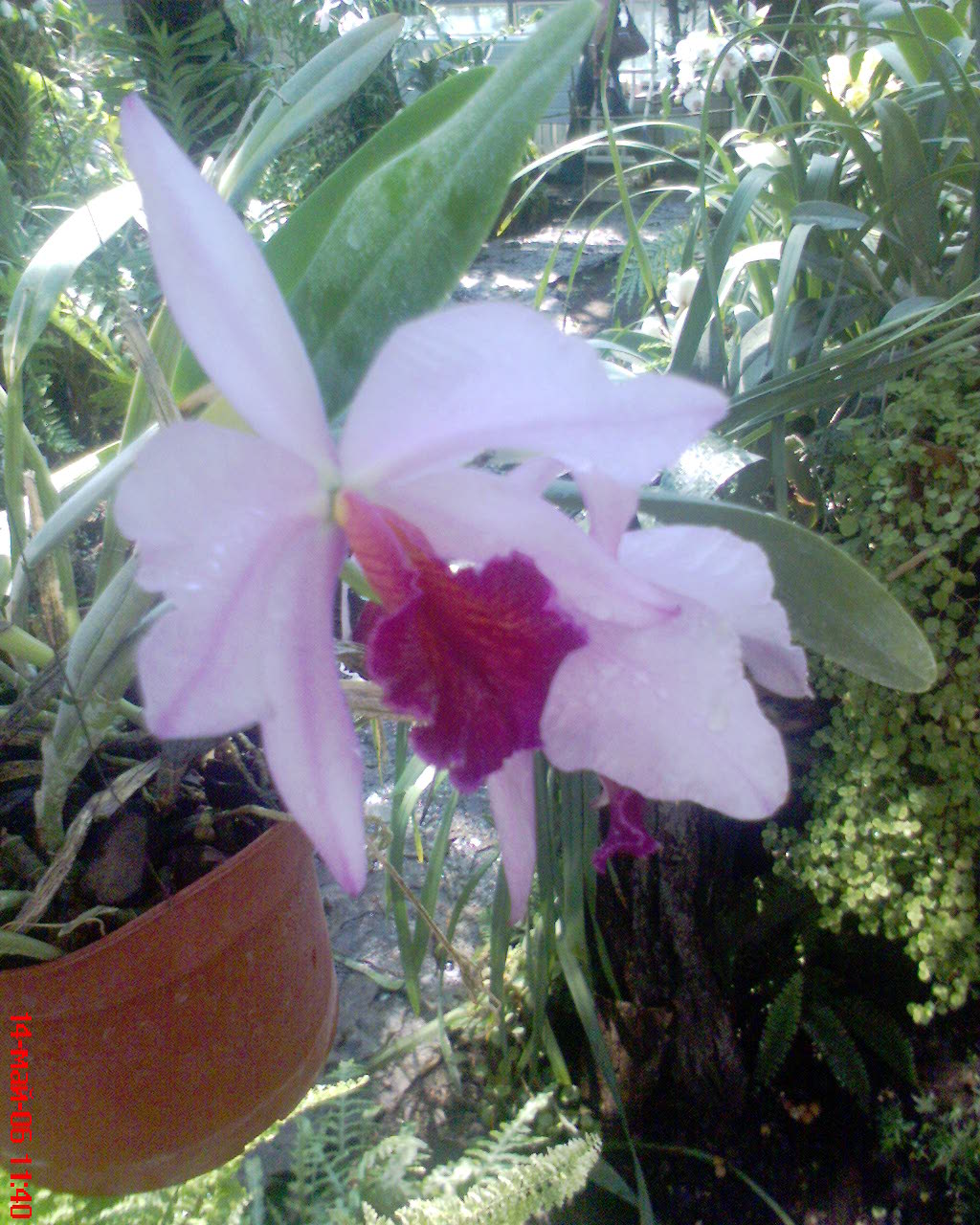 Dsc00007.jpg
