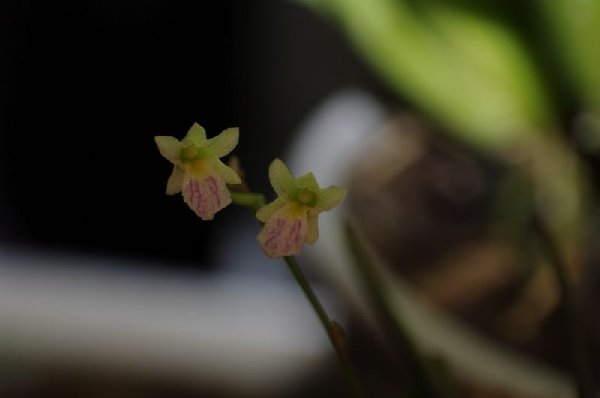 Перуанский ионопсис