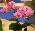 P1531 Dtps. Sogo Vivien x self 12.00