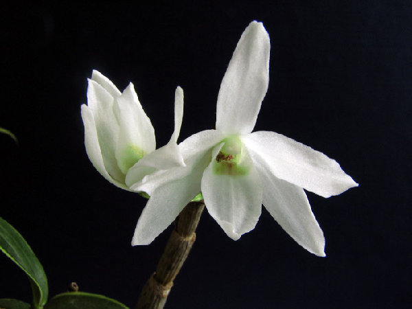 Dendrobium moniliforme Ginsetsu1.jpg