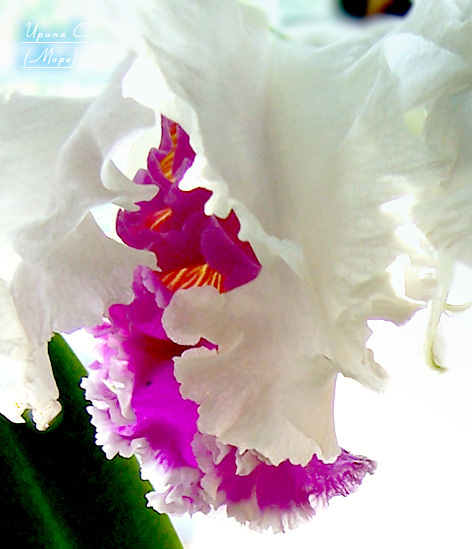 а как такой ракурс? :) катлея (без имени)