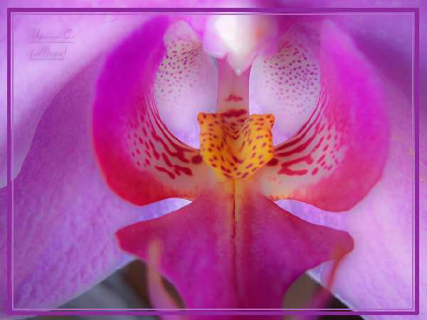 662a.jpg (119.95 КБ) 3823 просмотра фаленопсис гибридный (фиолетовый)