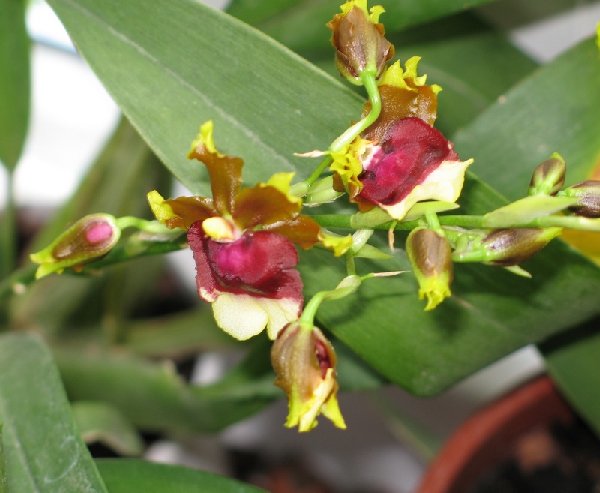 микро ветка.jpg