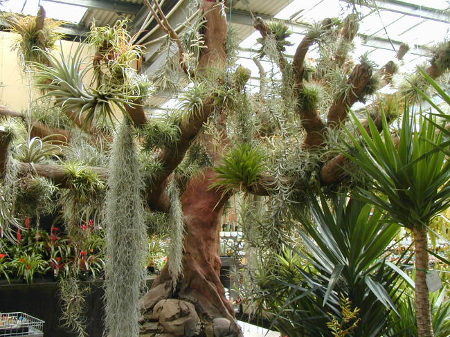 Tillandsia_trea.jpg