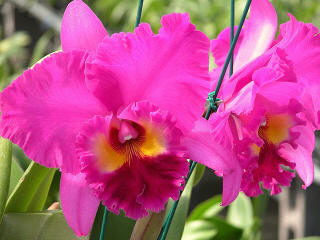 Blc. Ronald's Canyon 'Koko Head' AM.AOS 9 инчей цветок!.jpg