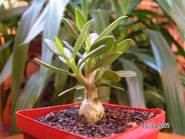 pachypodium_01_800_sm.jpg