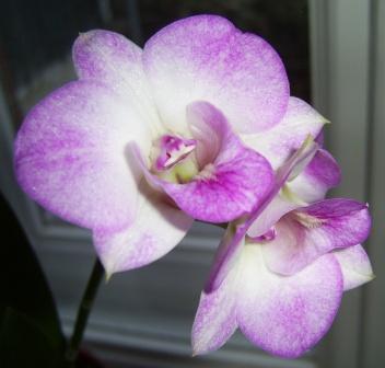 без имени дендр.