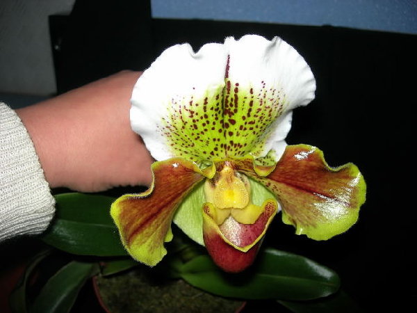 DSCN4657.JPG