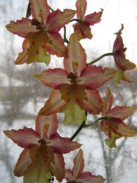 wilsonara tiger brew4.jpg