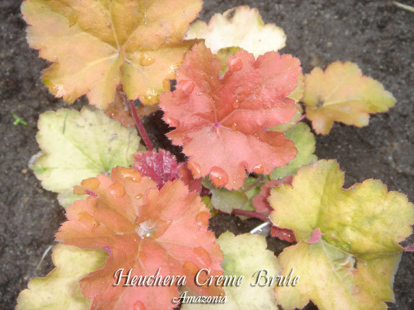 Heuchera-Creme-Brule.jpg