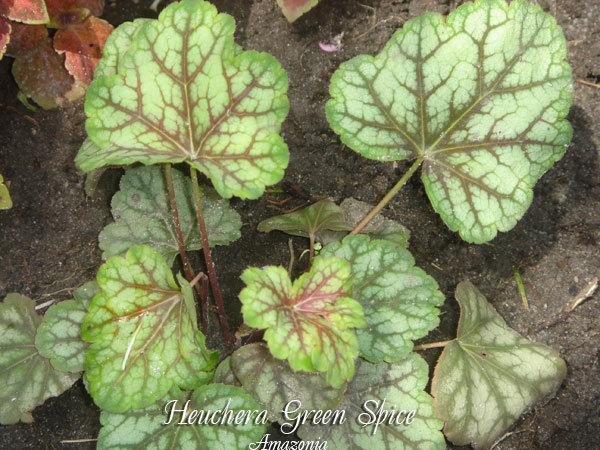 Heuchera-Green-Spice.jpg