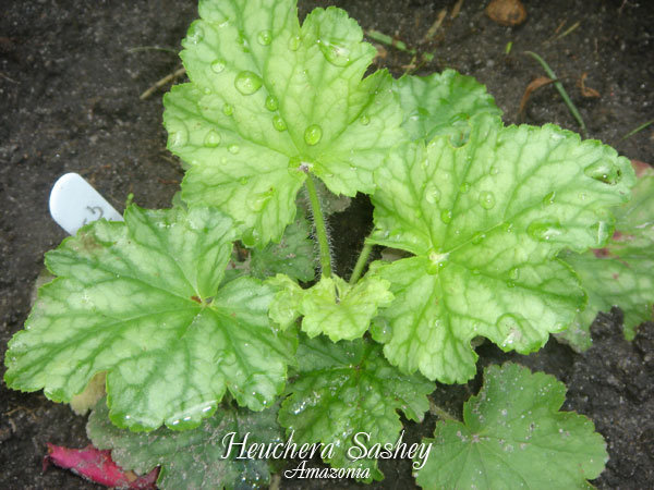 Heuchera-Sashey.jpg