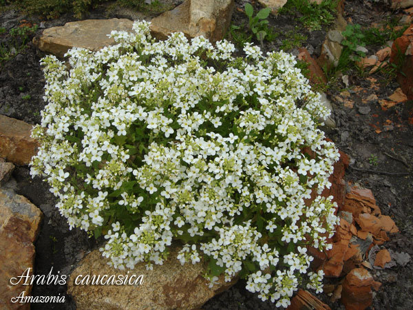 Arabis-caucasica.jpg