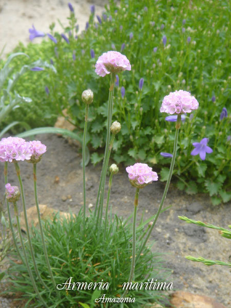 Armeria--maritima.jpg