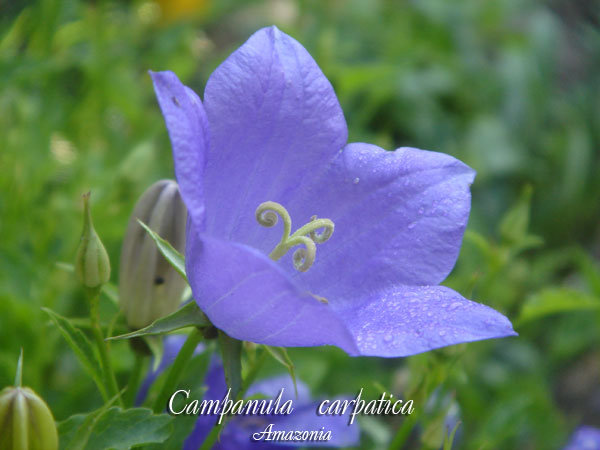 Campanula--carpatica.jpg