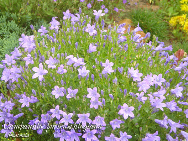 Campanula-portenschlagiana1.jpg