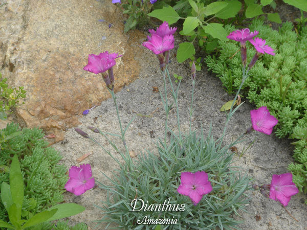 Dianthus.jpg