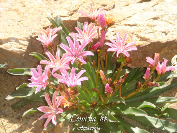 Lewisia-hb.jpg