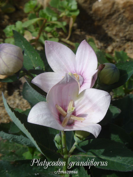 Platycodon-grandiflorus.jpg