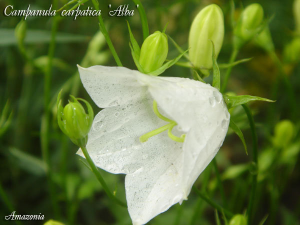 Campanula-carpatica-Alba.jpg