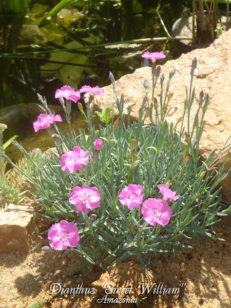 Dianthus-Sweet-William.jpg