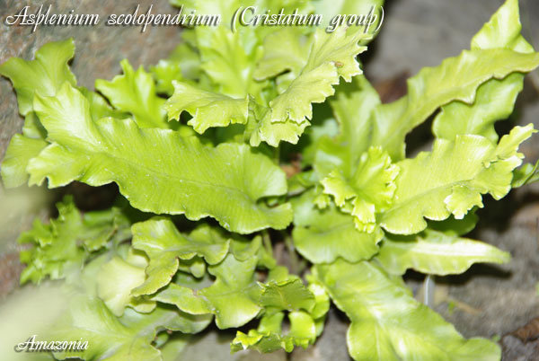 Asplenium-scolopendrium-Cristatum-group.jpg