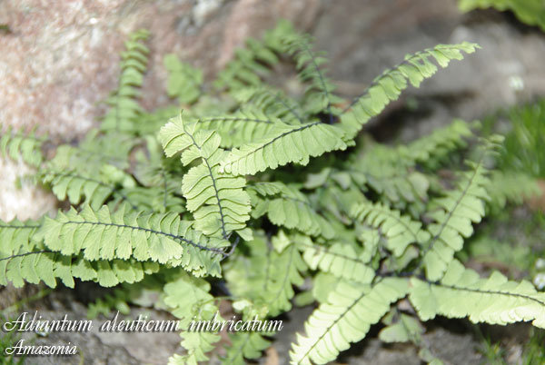 Adiantum-aleuticum-imbricatum.jpg