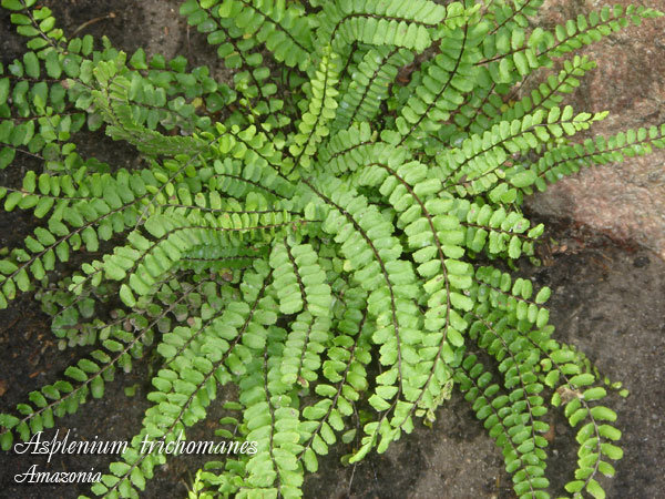 Asplenium-trichomanes.jpg