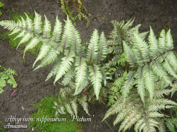 Athyrium-nipponicum-Pictum.jpg