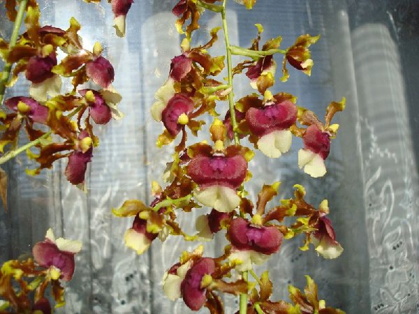 Мильтонидиум Hawaiian Sunset