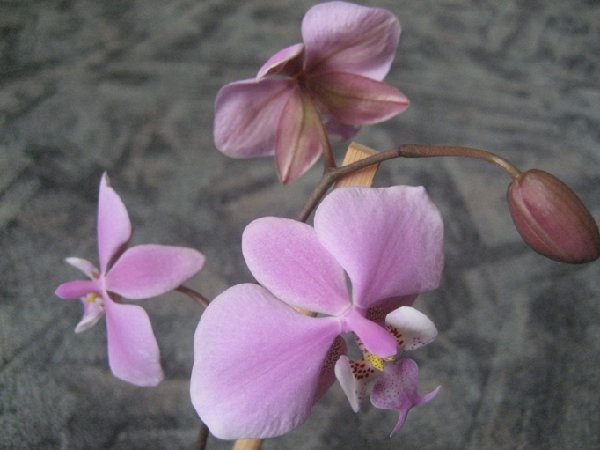 фалик шиллера