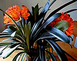 Clivia1[1].jpg