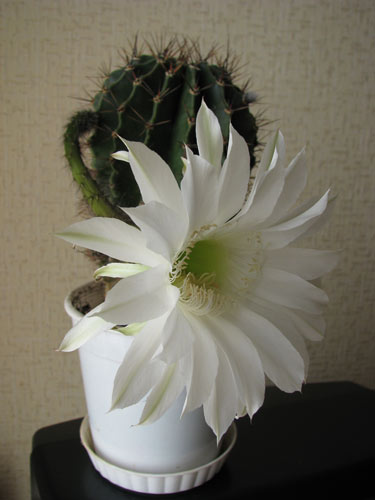 Пятилетний кактус Echinopsis