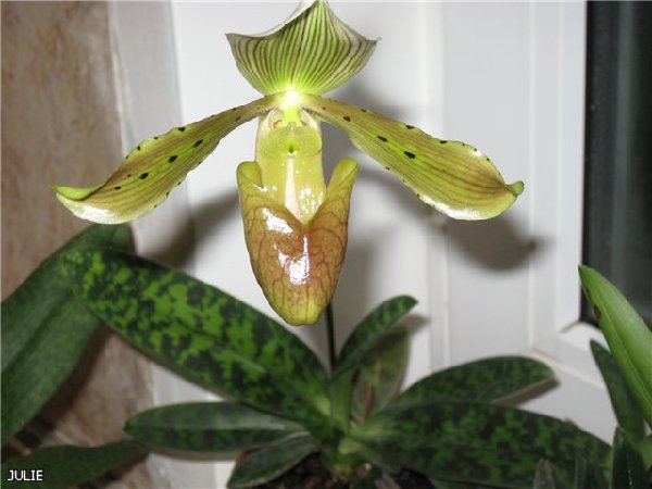 ТОНСУМ 1c32dde84046.jpg