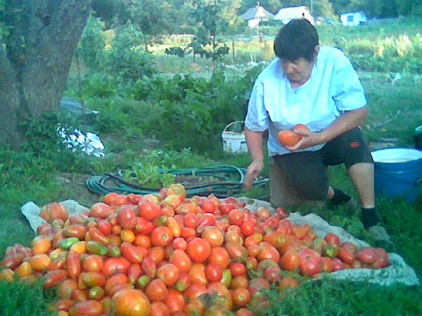 Такой был урожай на помидоры