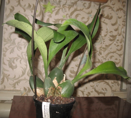 Odontoglossum Grande.JPG