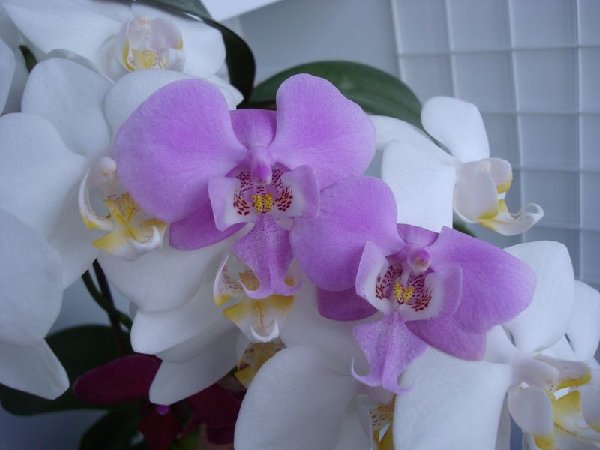 Шиллер и гибридный,размер для сравнения