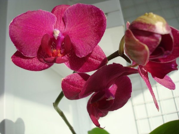 Гибридный фаленопсис