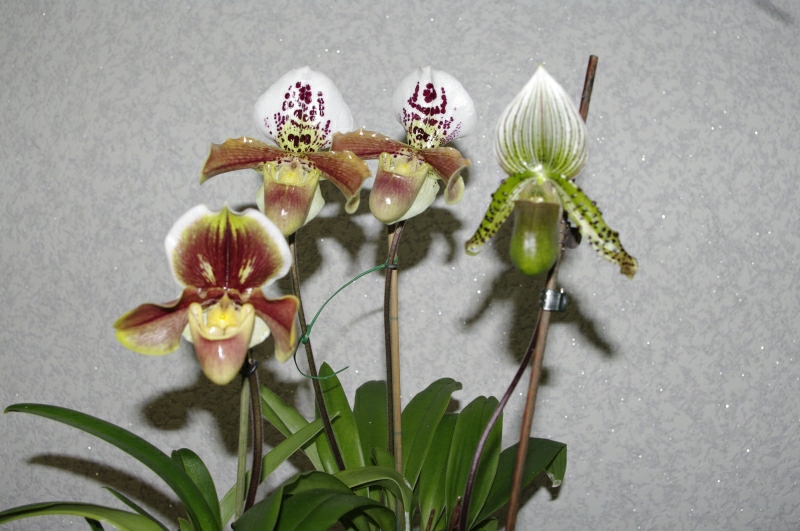 С 2-я цветками цветок держится 6 недель.