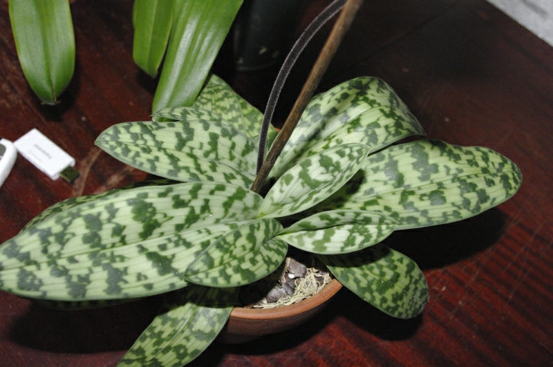 Розетка зеленого радует своей пестротой