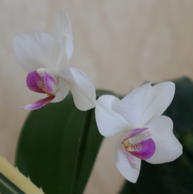 phal5_1.JPG