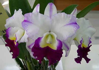 Blc. Mem. Anna Balmores 'Convex' SM.TOGA (Lc. Memoria Robert Str[chingHua_248]$8.75.jpg