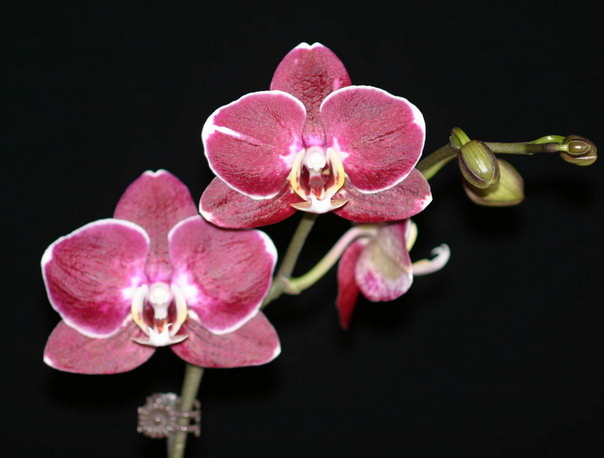 Dtps. Ever Spring Prince ' Butcher ' (почти размер цветения)[chingHua_194]$8.75.jpg