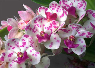 Rhynchostylis gigantea. ( Spots ) (размер цветения)[chingHua_90]$14.55.jpg