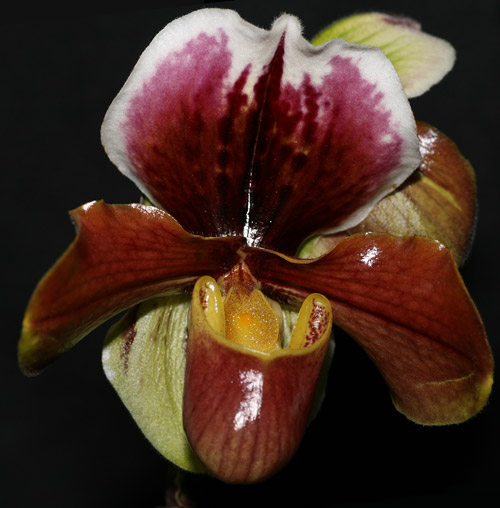 Paph01.jpg