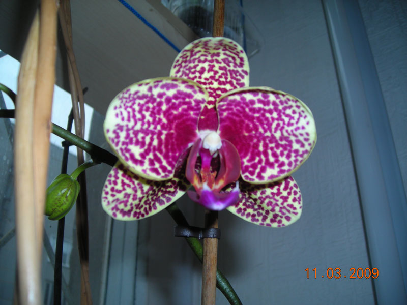 со вспышкой