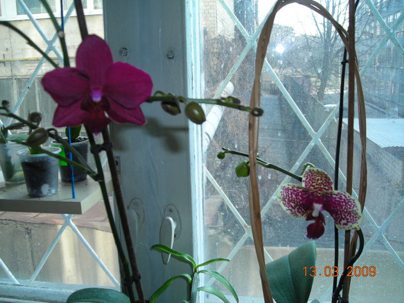 сладкая парочка