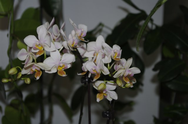 не смогла уловить нежные лиловые полосы